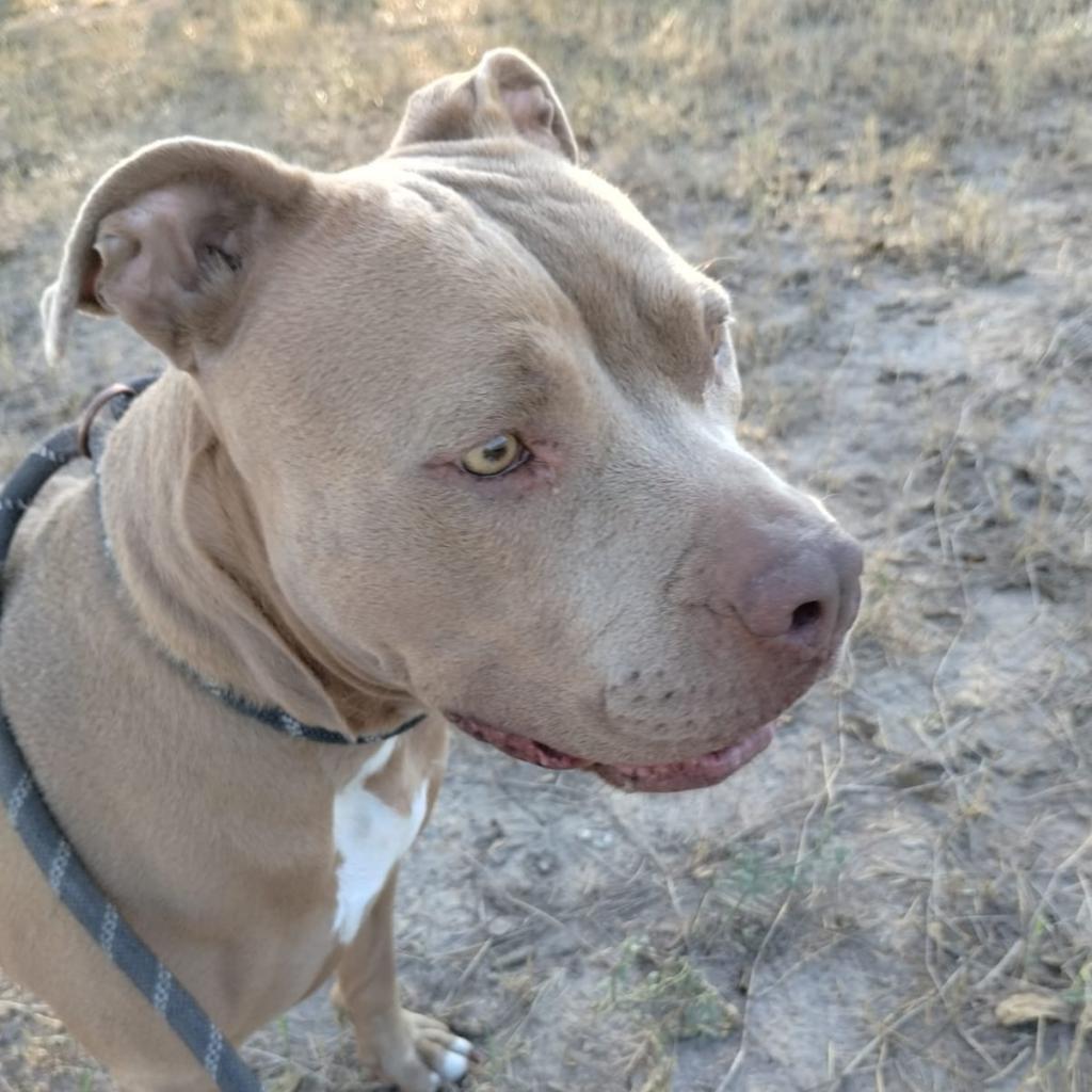 Enlarge Olivia, a Adoptable American Staffordshire Terrier in West Islip, NY image 3/6