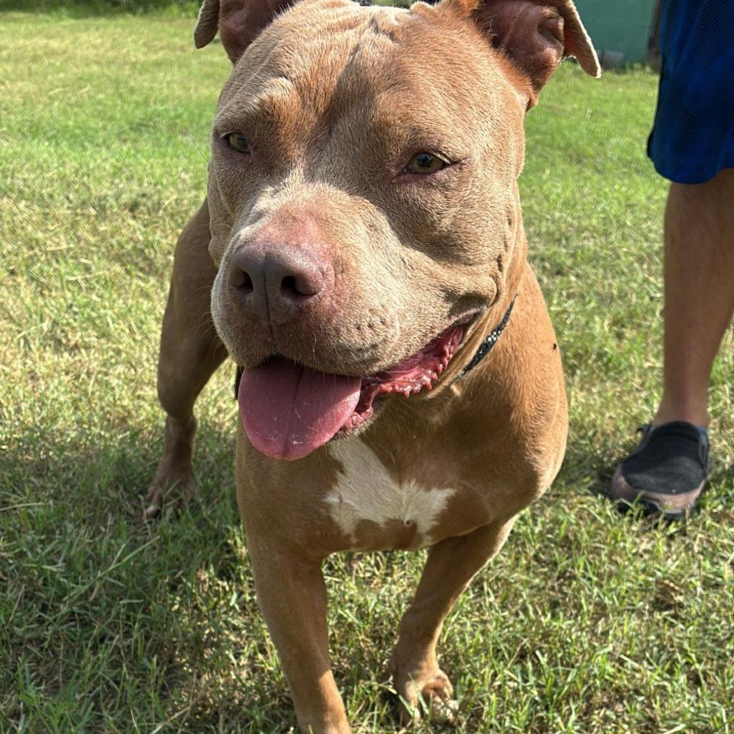 Enlarge Olivia, a Adoptable American Staffordshire Terrier in West Islip, NY image 4/6