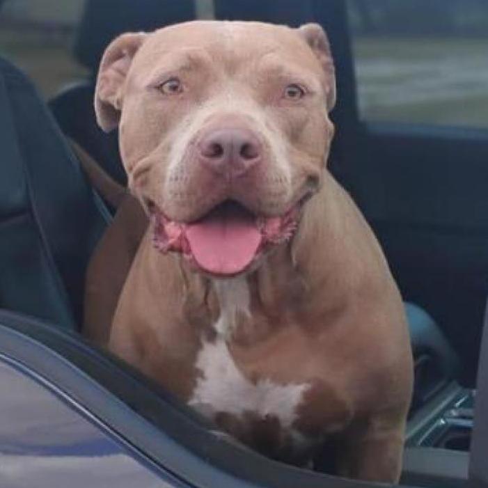 Enlarge Olivia, a Adoptable American Staffordshire Terrier in West Islip, NY image 5/6