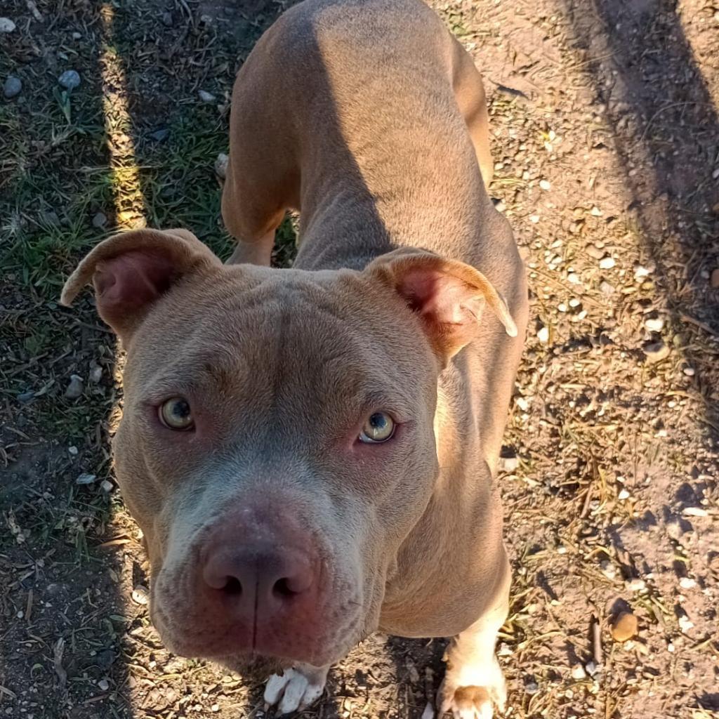 Enlarge Olivia, a Adoptable American Staffordshire Terrier in West Islip, NY image 6/6