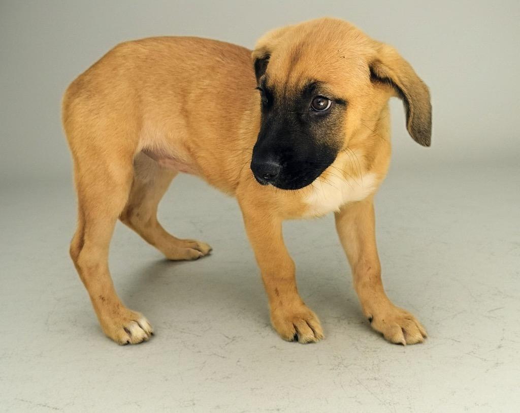 Arabella-4mo Old Puppy!, Adoptable, Puppy Female Black Mouth Cur & Beagle.