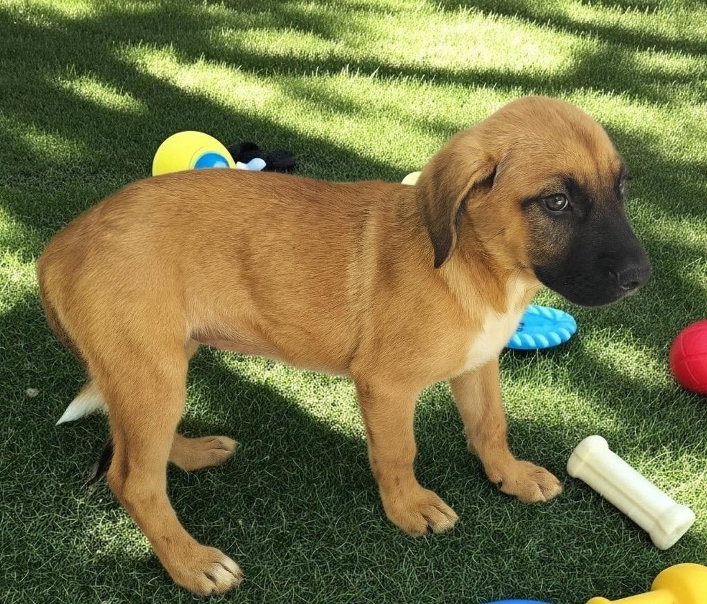 Arabella-4mo Old Puppy!, a Adoptable mixed breed in Fort Myers, FL image 2/3