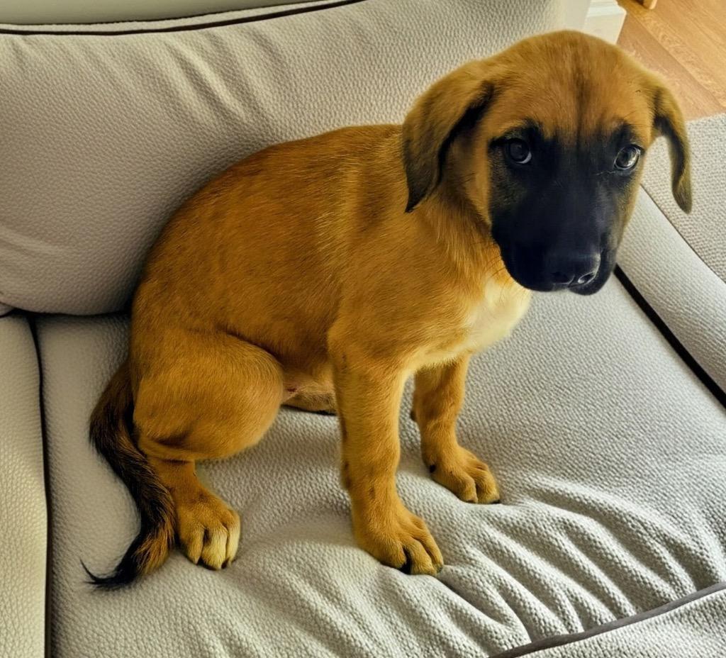 Arabella-4mo Old Puppy!, a Adoptable mixed breed in Fort Myers, FL image 3/3