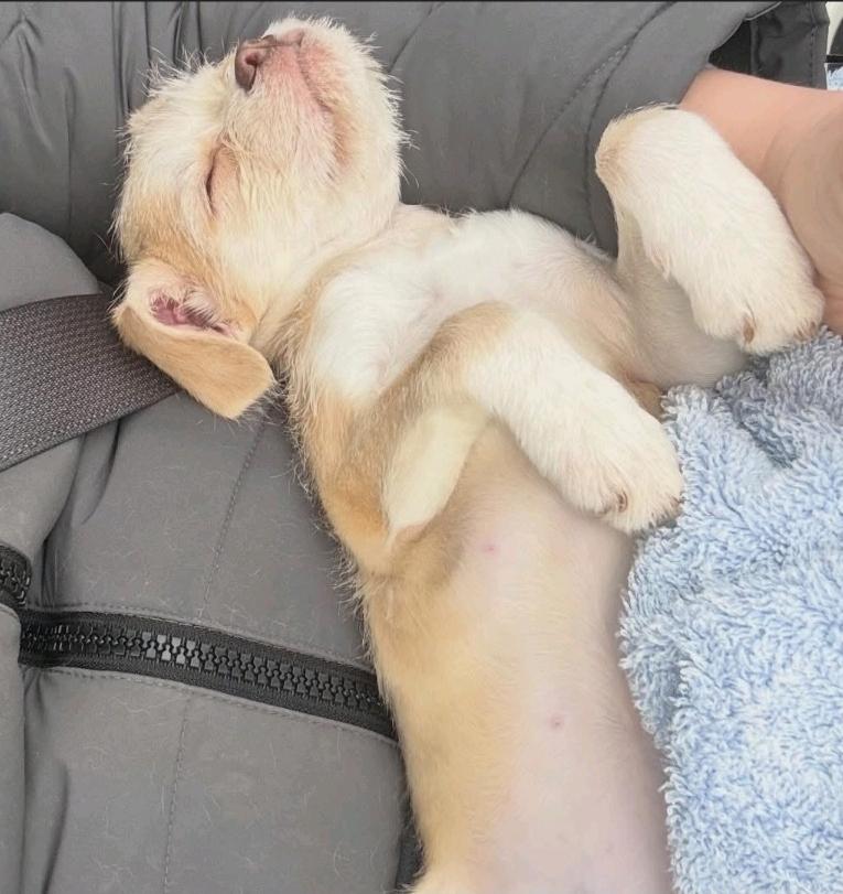 Enlarge Jody, a ADOPTABLE mixed breed in Hamburg, NY image 2/6