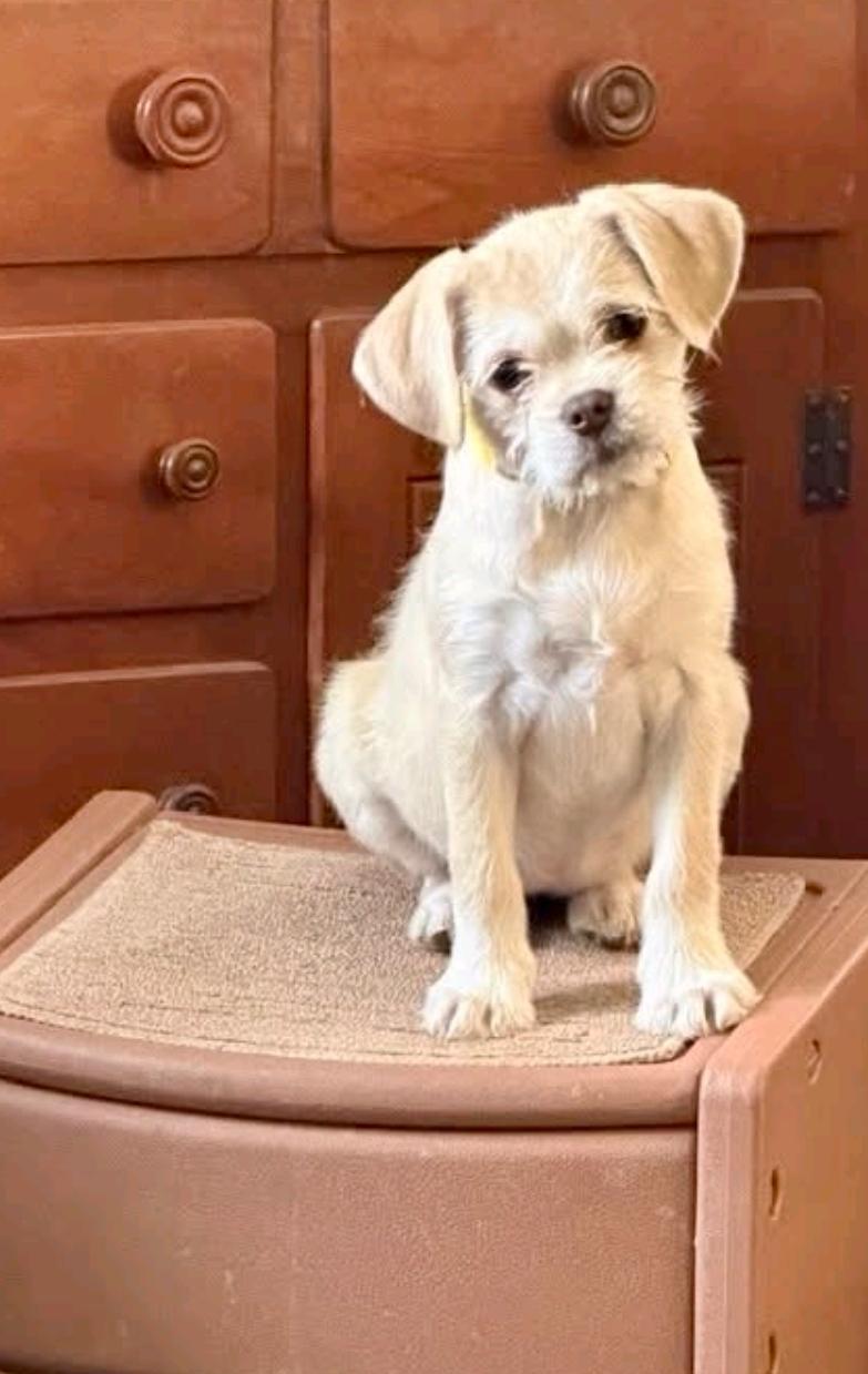 Enlarge Jody-puggle(pug/beagle)/terrier mix, a ADOPTABLE mixed breed in Hamburg, NY image 1/6