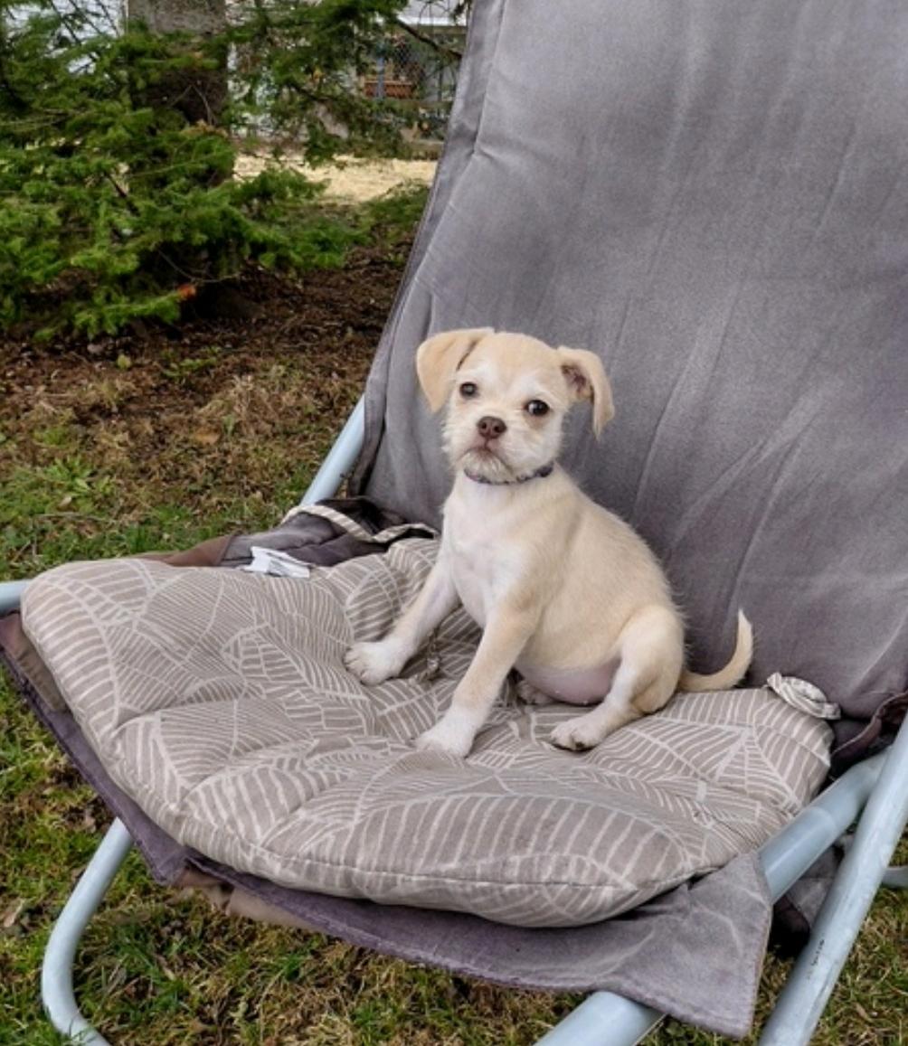 Enlarge Jody, a ADOPTABLE mixed breed in Hamburg, NY image 4/6