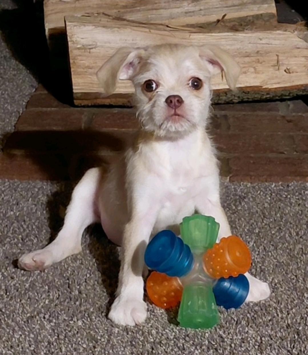 Enlarge Jody, a ADOPTABLE mixed breed in Hamburg, NY image 6/6