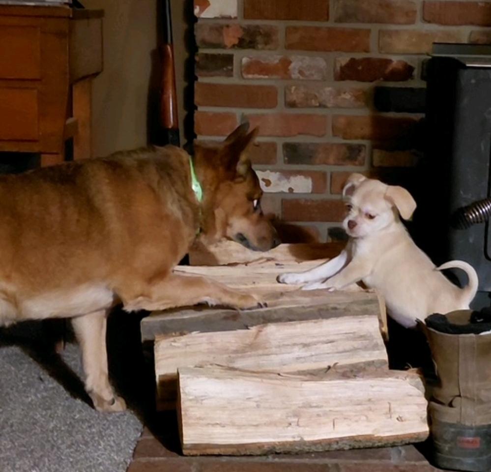 Enlarge Jody, a ADOPTABLE mixed breed in Hamburg, NY image 5/6