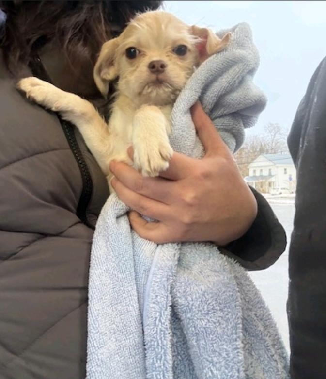 Enlarge Jody, a ADOPTABLE mixed breed in Hamburg, NY image 3/6