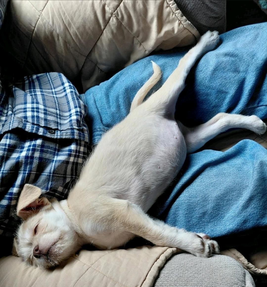 Enlarge Jody-puggle(pug/beagle)/terrier mix, a ADOPTABLE mixed breed in Hamburg, NY image 6/6