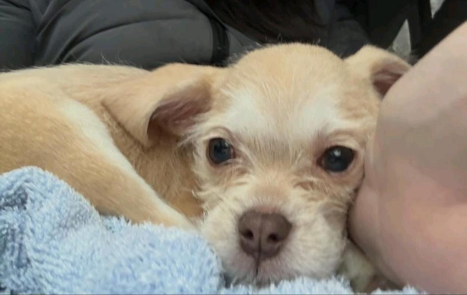 Jody, ADOPTABLE, Young Female Terrier & Puggle.