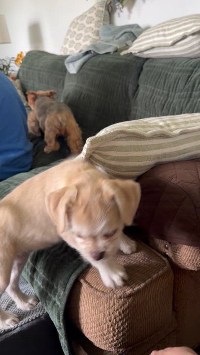 Enlarge Jody-puggle(pug/beagle)/terrier mix, a ADOPTABLE mixed breed in Hamburg, NY video 5/6