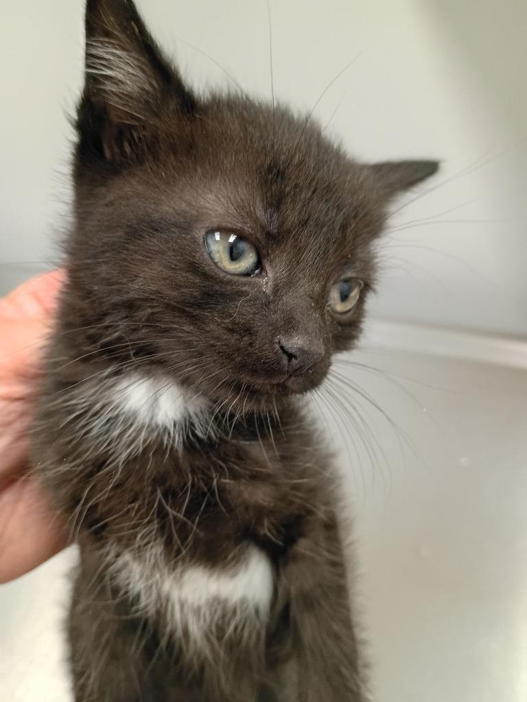 Sam, Adoptable, Kitten Male Domestic Short Hair.