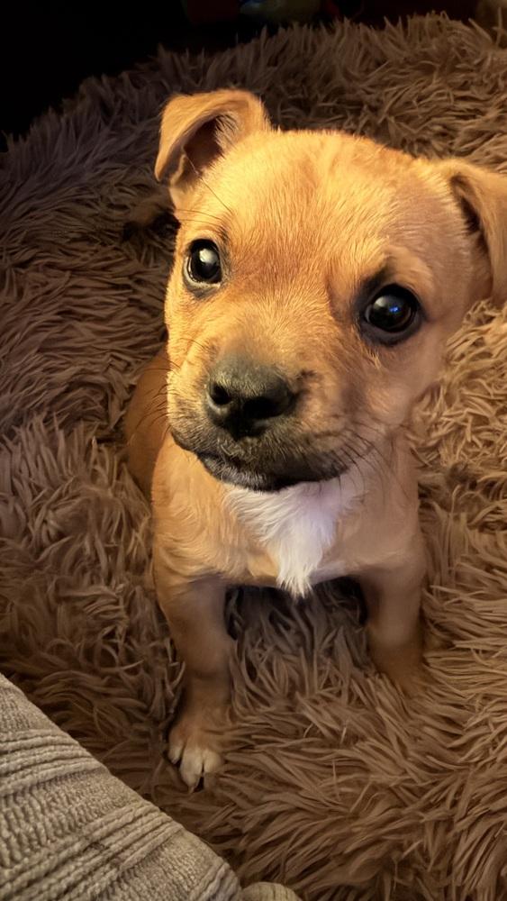 Enlarge Clark, a Adoptable mixed breed in Denver, CO image 1/2