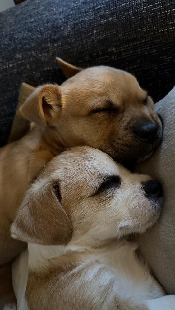 Enlarge Clark, a Adoptable mixed breed in Denver, CO image 2/2