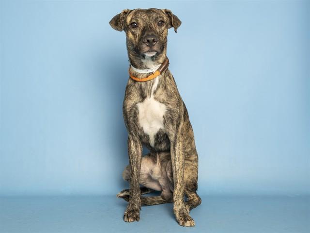 Enlarge OTTO, a Adoptable Pit Bull Terrier in Phoenix, AZ image 1/1