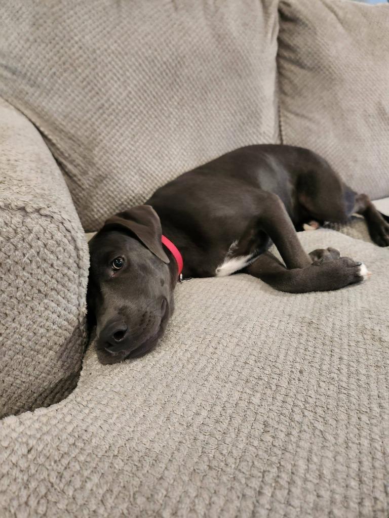 Maliki, a Adoptable mixed breed in Fond Du Lac, WI image 1/5