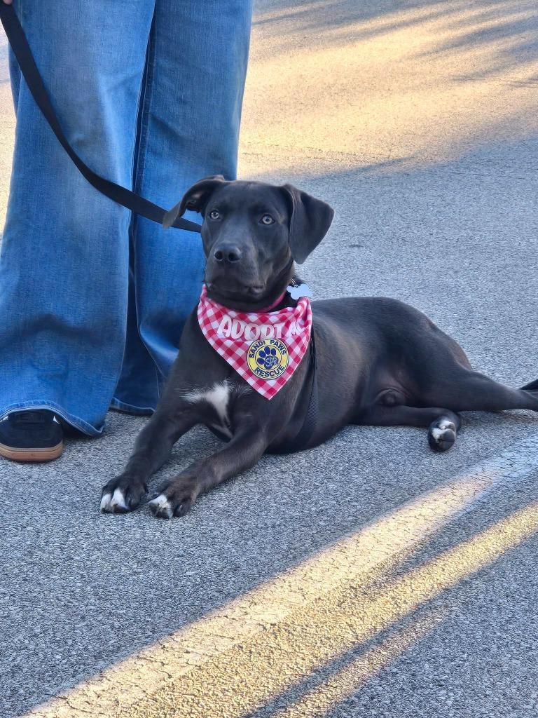 Maliki, Adoptable, Puppy Male Mixed Breed.