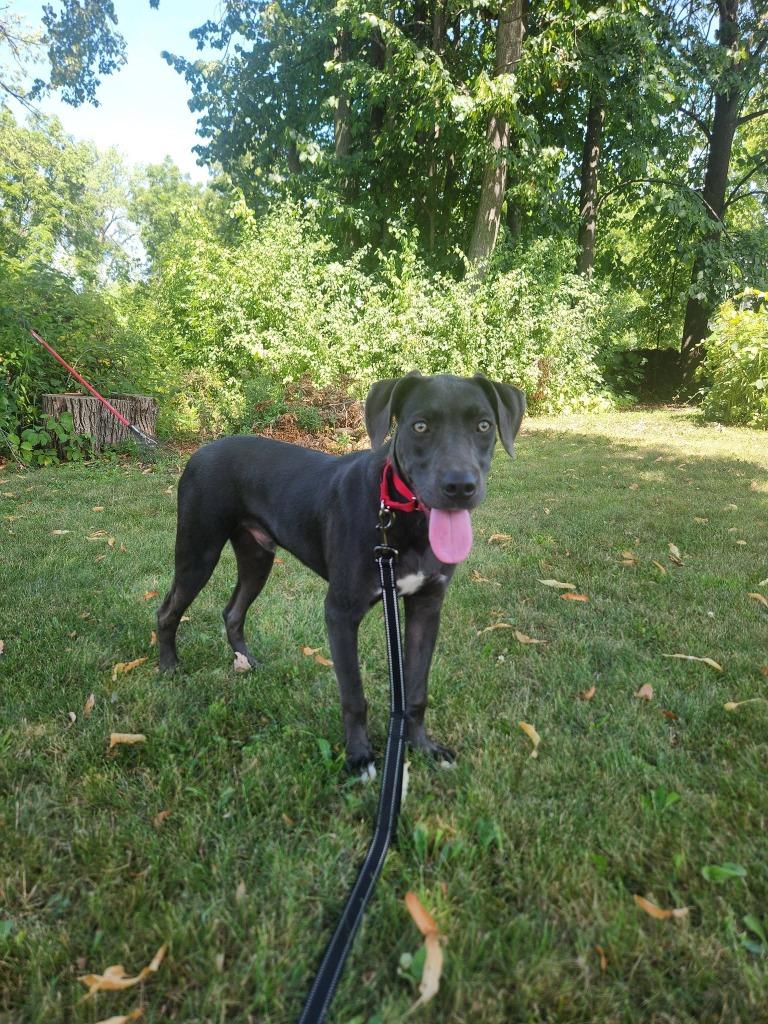Maliki, a Adoptable mixed breed in Fond Du Lac, WI image 2/5