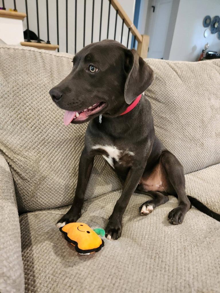 Maliki, a Adoptable mixed breed in Fond Du Lac, WI image 3/5