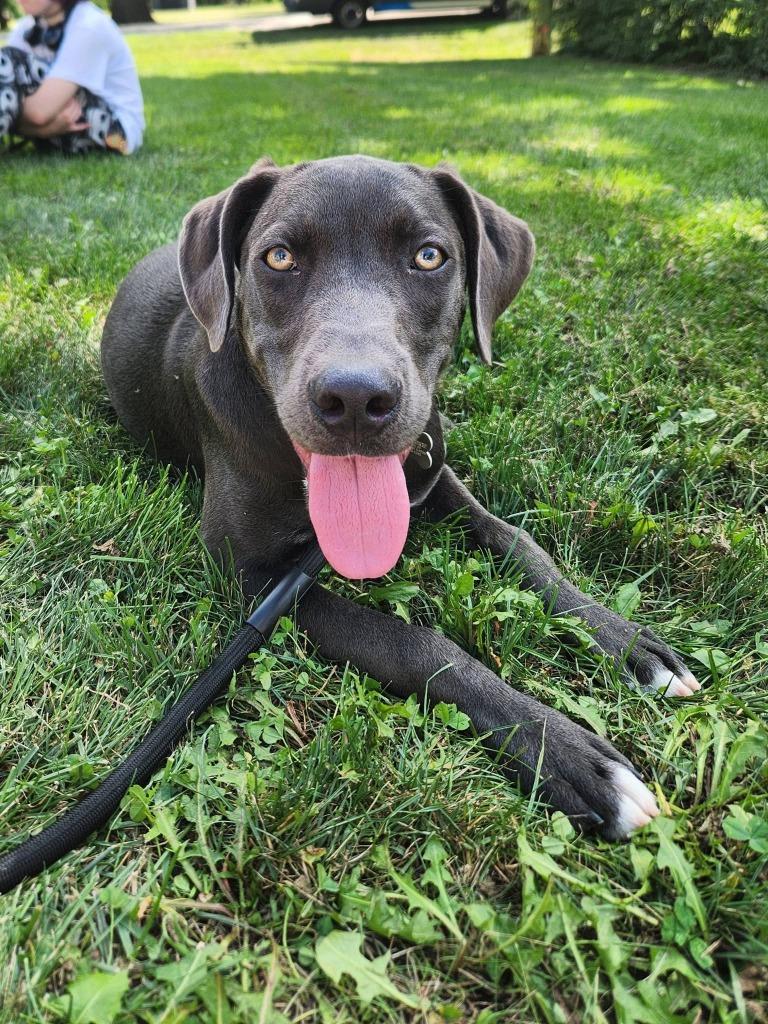 Maliki, a Adoptable mixed breed in Fond Du Lac, WI image 4/5