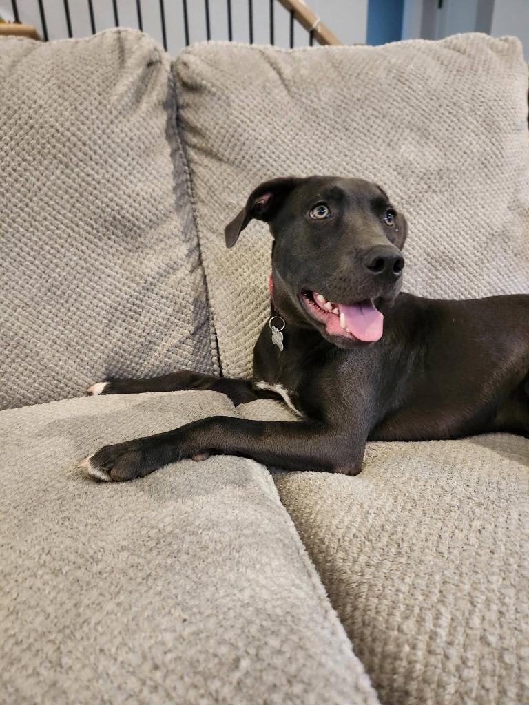 Maliki, a Adoptable mixed breed in Fond Du Lac, WI image 5/5