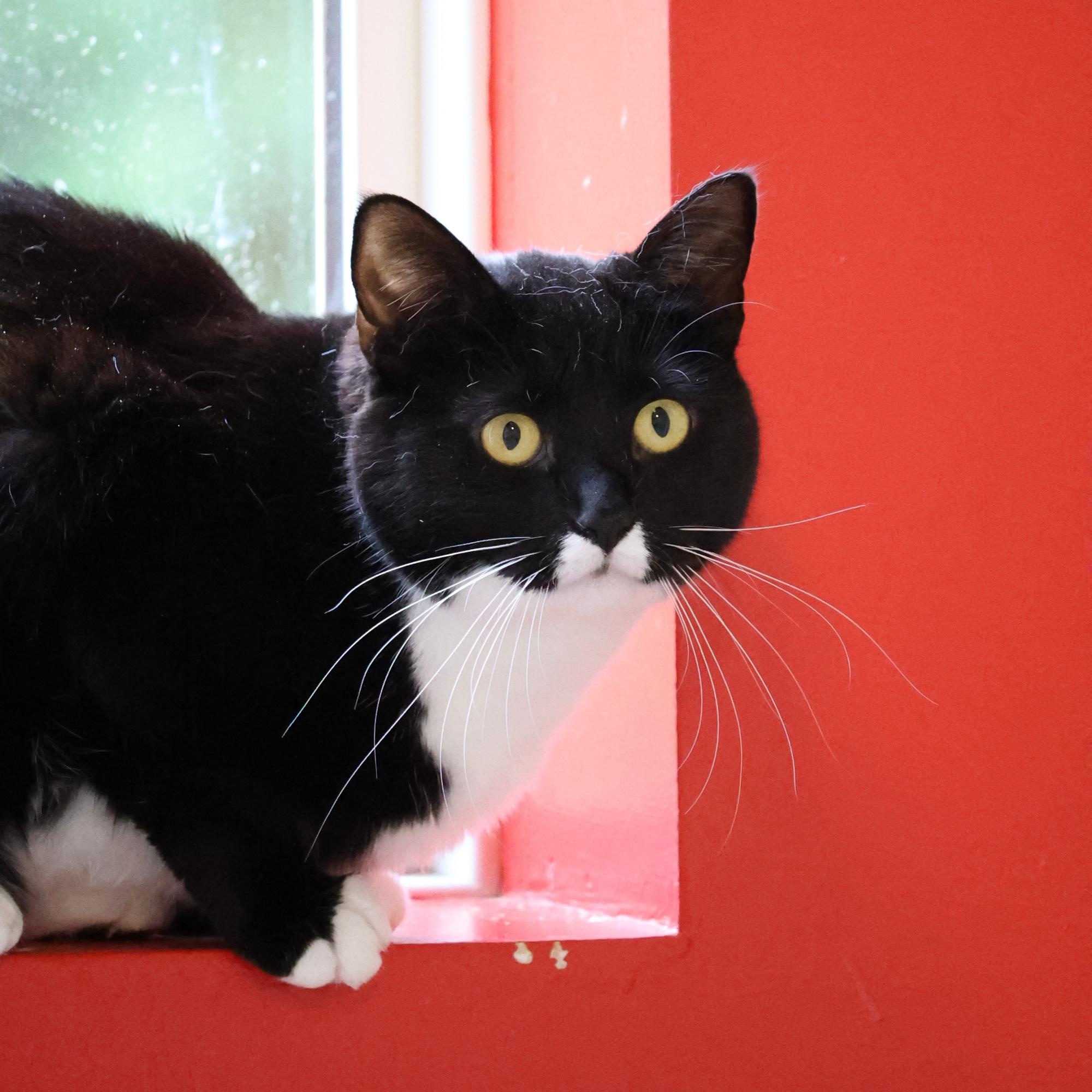 Tina Purrner, Adoptable, Young Female Domestic Short Hair.