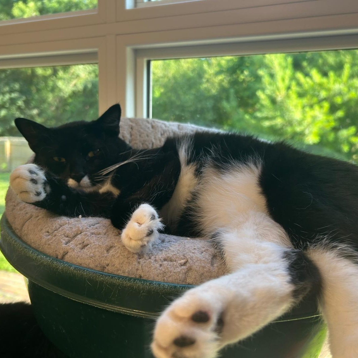 Enlarge Tina Purrner, a Adoptable Domestic Short Hair in North Haven, CT image 2/3