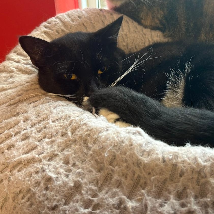 Enlarge Tina Purrner, a Adoptable Domestic Short Hair in North Haven, CT image 3/3