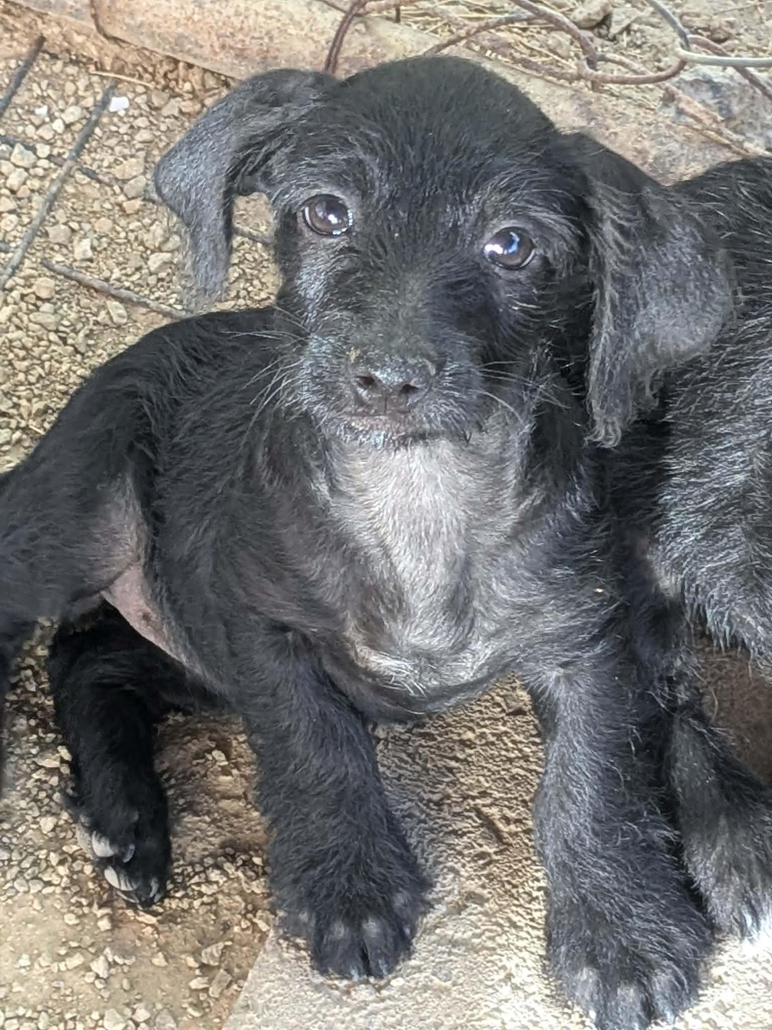Gouda's Monterey Jack, Adopted, Puppy Male Dachshund & Poodle.