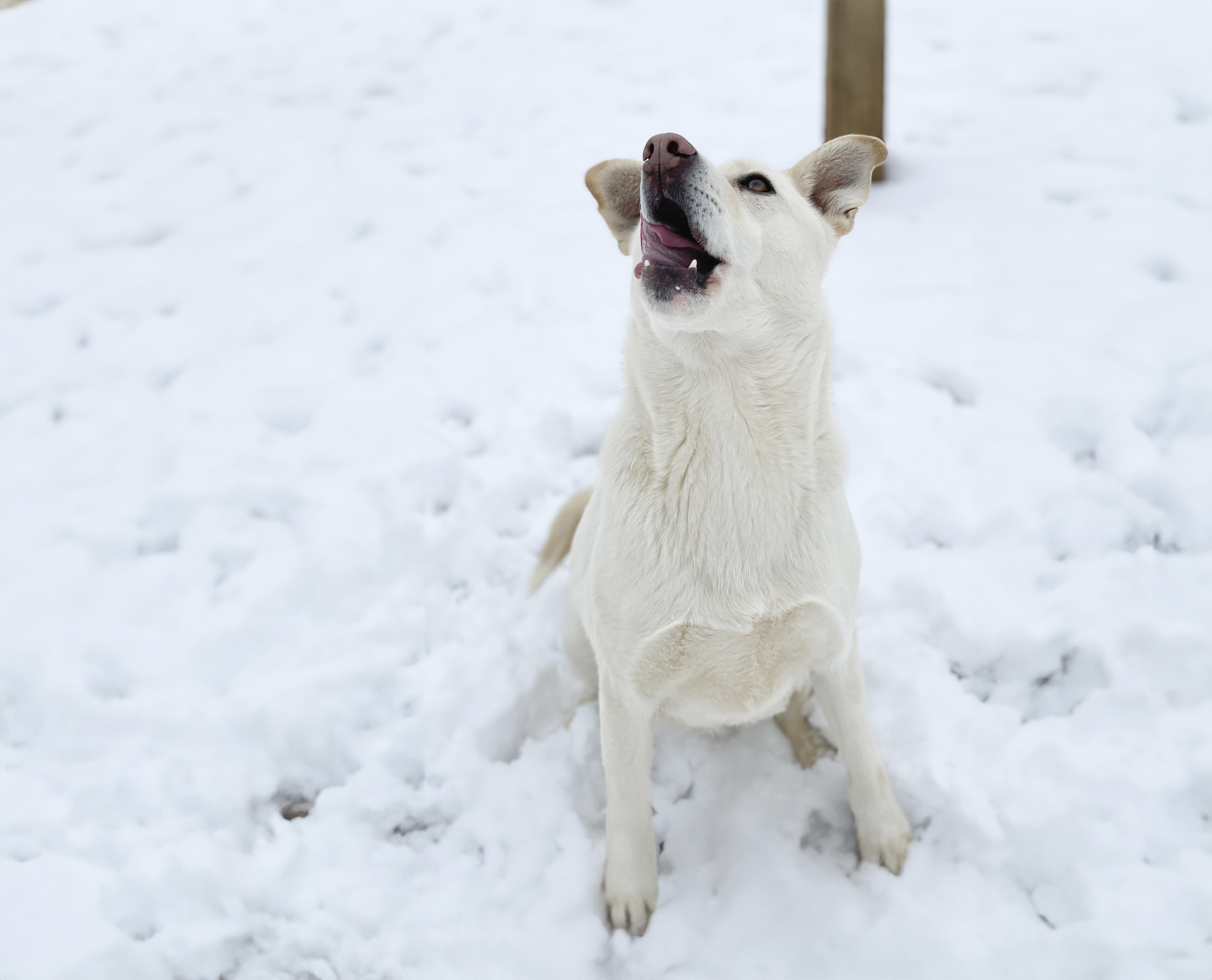 Hubbard, a Adoptable mixed breed in Charles Town, WV image 6/6