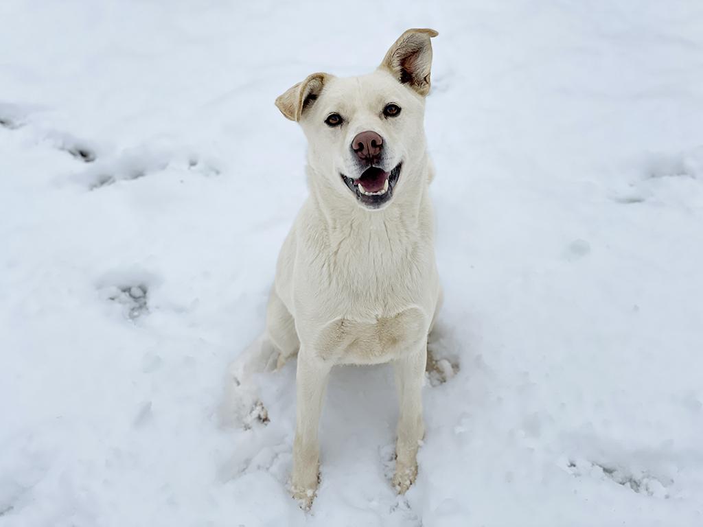 Hubbard, a Adoptable mixed breed in Charles Town, WV image 3/6