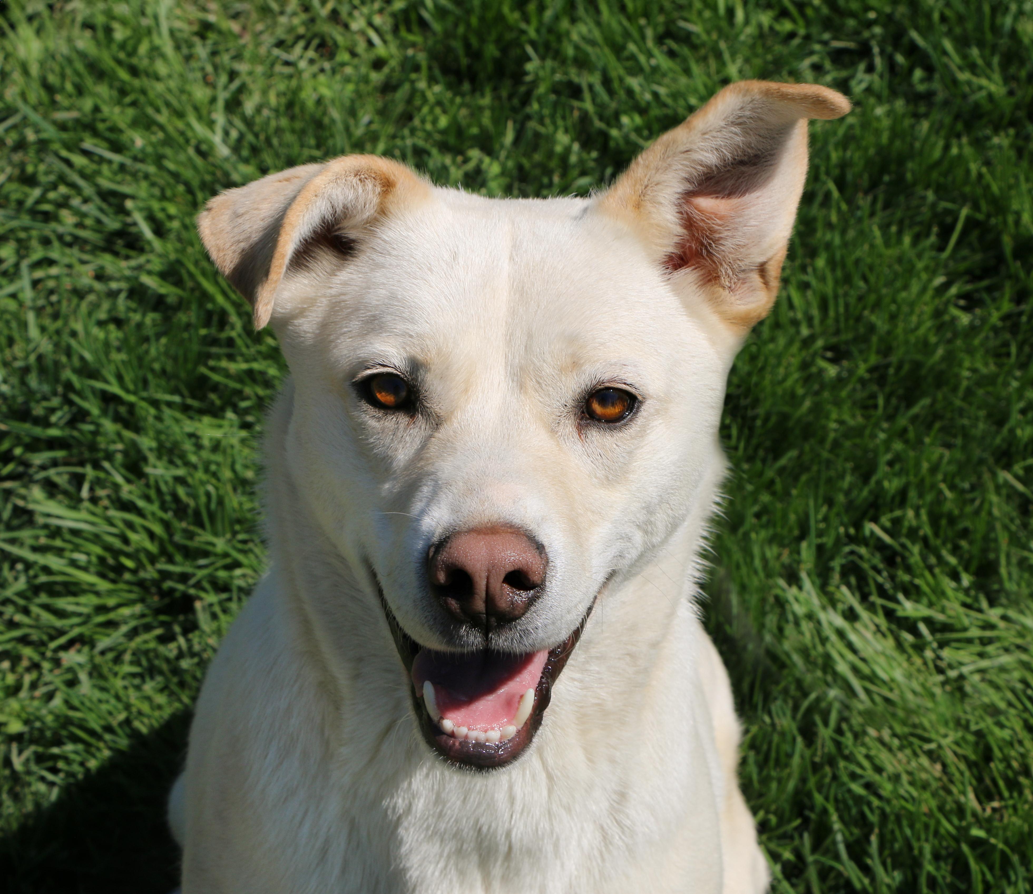 Hubbard, Adoptable, Adult Male Labrador Retriever.