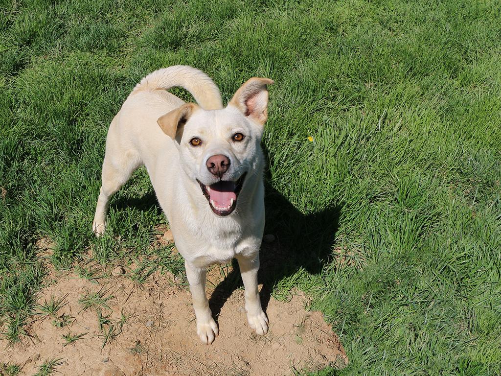 Hubbard, a Adoptable mixed breed in Charles Town, WV image 5/6