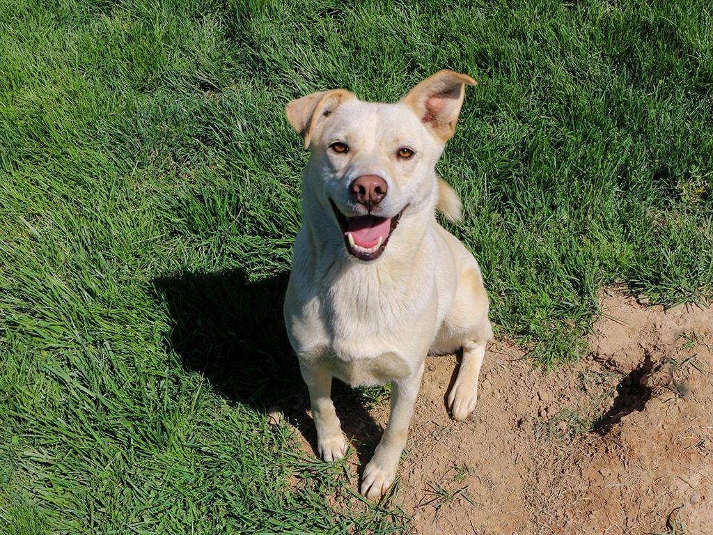 Hubbard, a Adoptable mixed breed in Charles Town, WV image 4/6