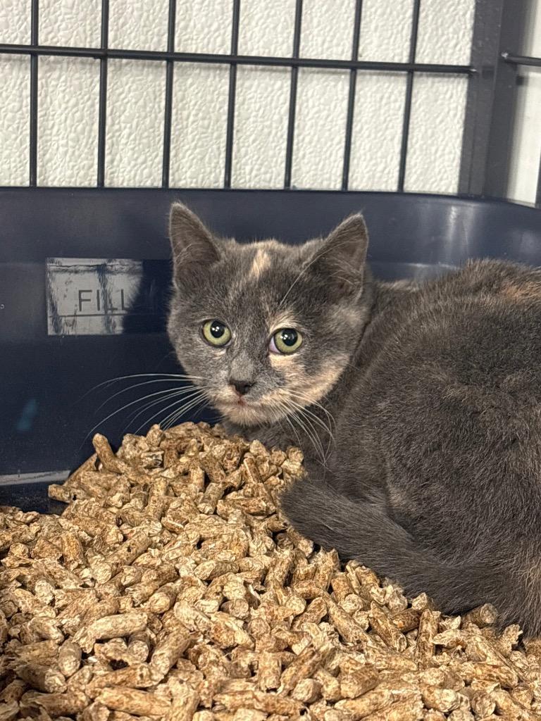 Miami, Adoptable, Kitten Female Domestic Short Hair.