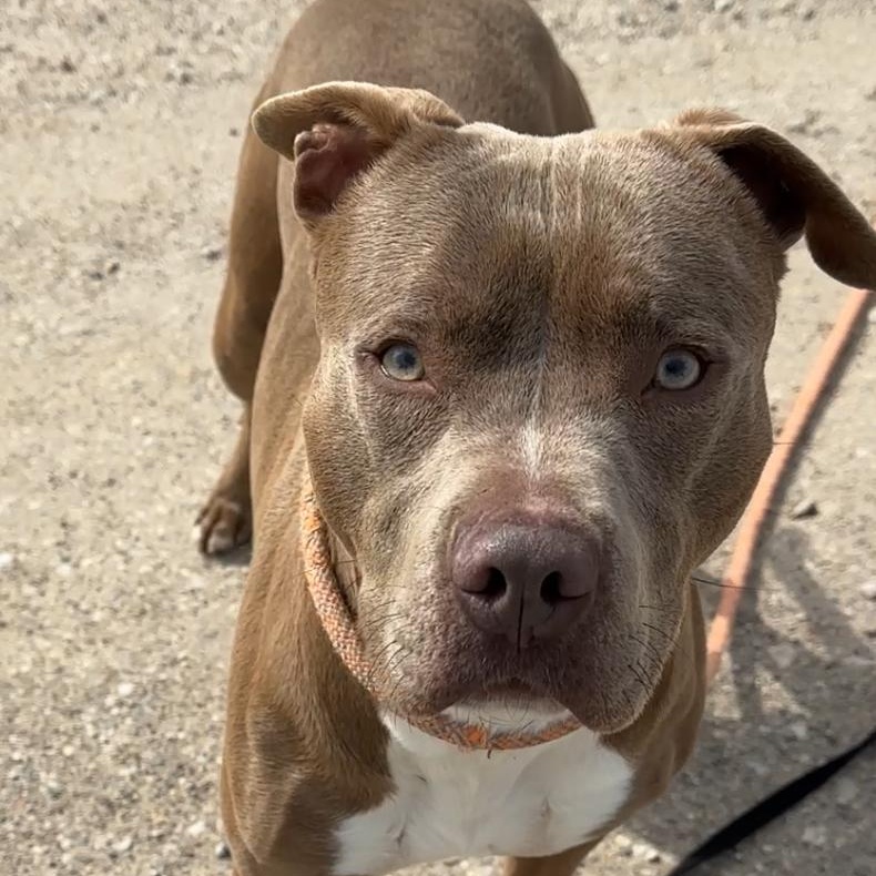 Enlarge Rudy, a Adoptable mixed breed in Gonzales, TX image 3/5