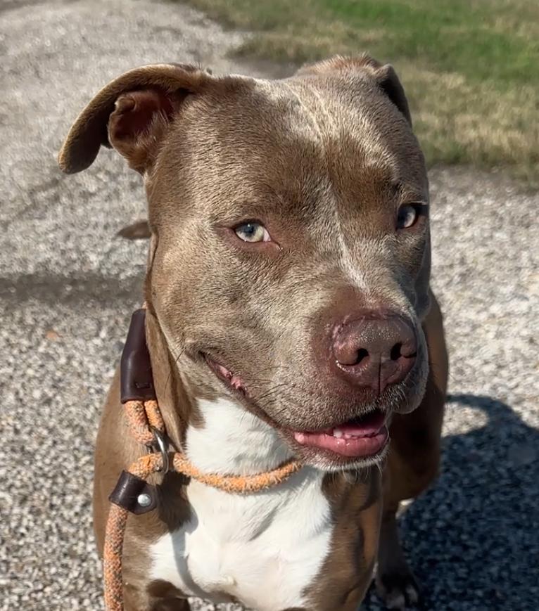 Enlarge Rudy, a Adoptable mixed breed in Gonzales, TX image 4/5