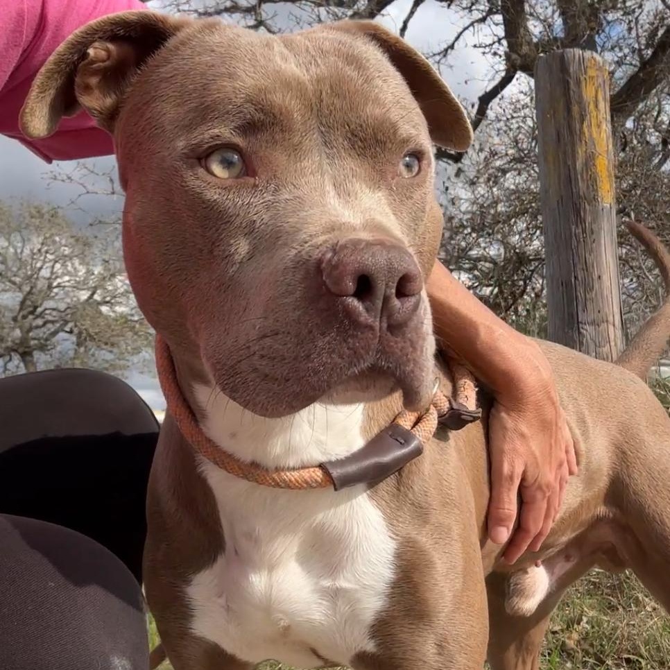 Enlarge Rudy, a Adoptable mixed breed in Gonzales, TX image 2/5