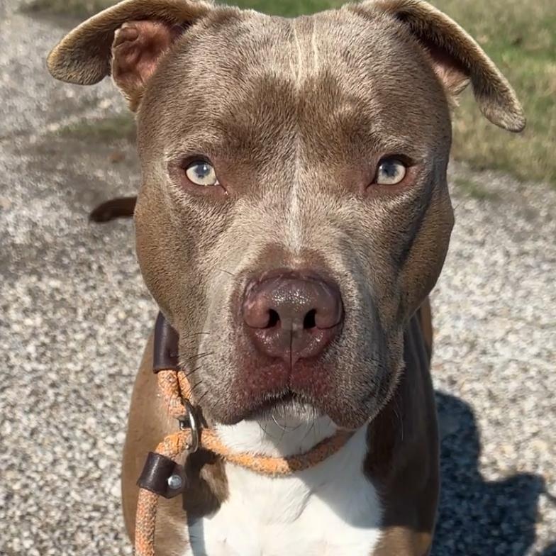 Rudy, Adoptable, Adult Male American Staffordshire Terrier.