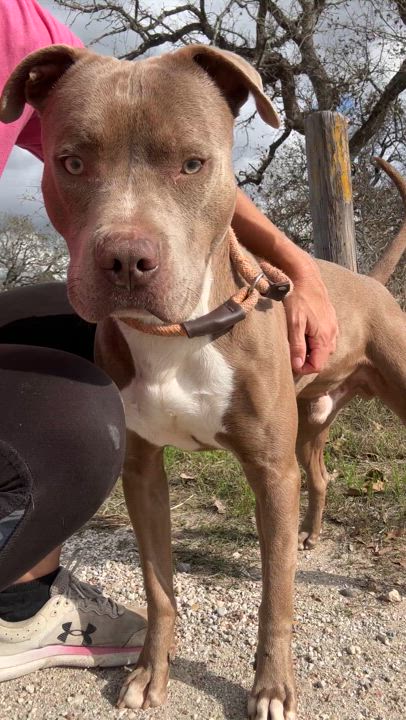 Enlarge Rudy, a Adoptable mixed breed in Gonzales, TX video 5/5