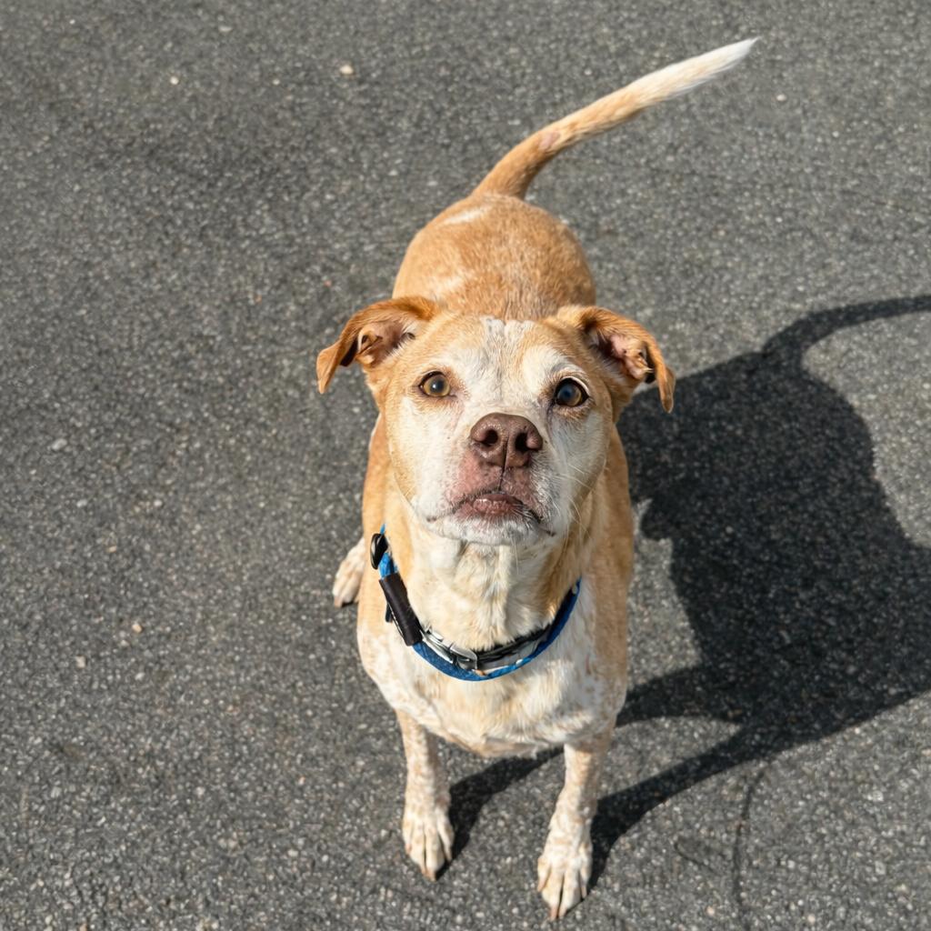 Enlarge Diesel, a Adoptable mixed breed in Concord, NC image 1/6
