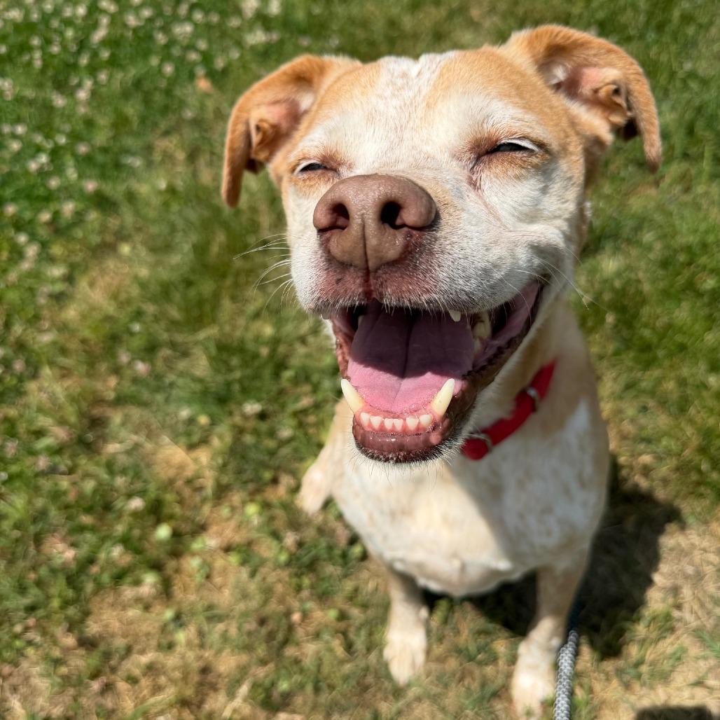 Enlarge Diesel, a Adoptable mixed breed in Concord, NC image 2/6
