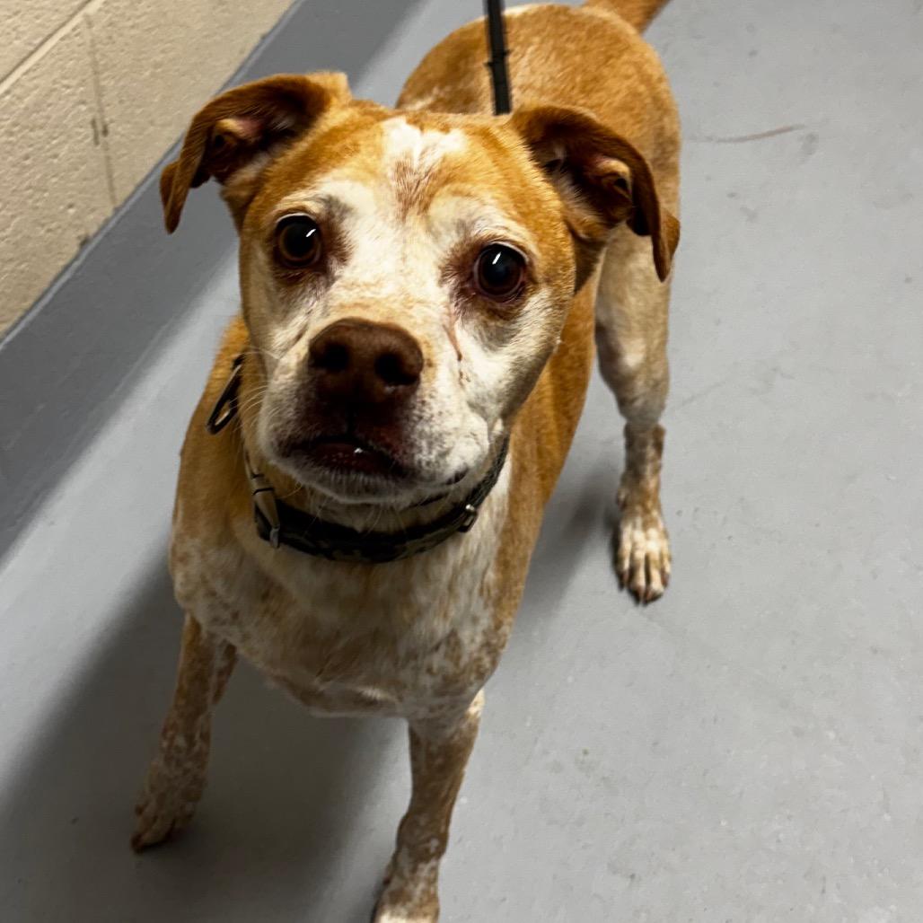 Enlarge Diesel, a Adoptable mixed breed in Concord, NC image 2/6