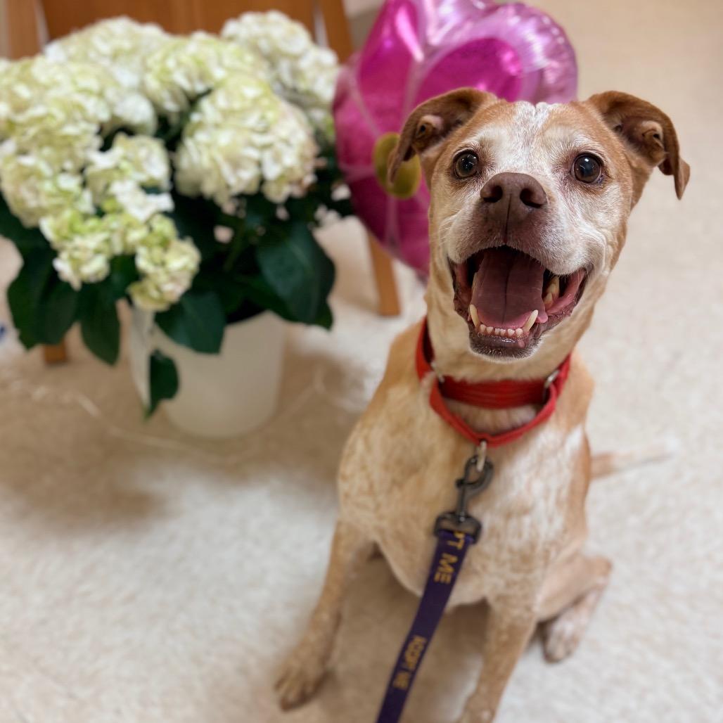 Enlarge Diesel, a Adoptable mixed breed in Concord, NC image 3/6