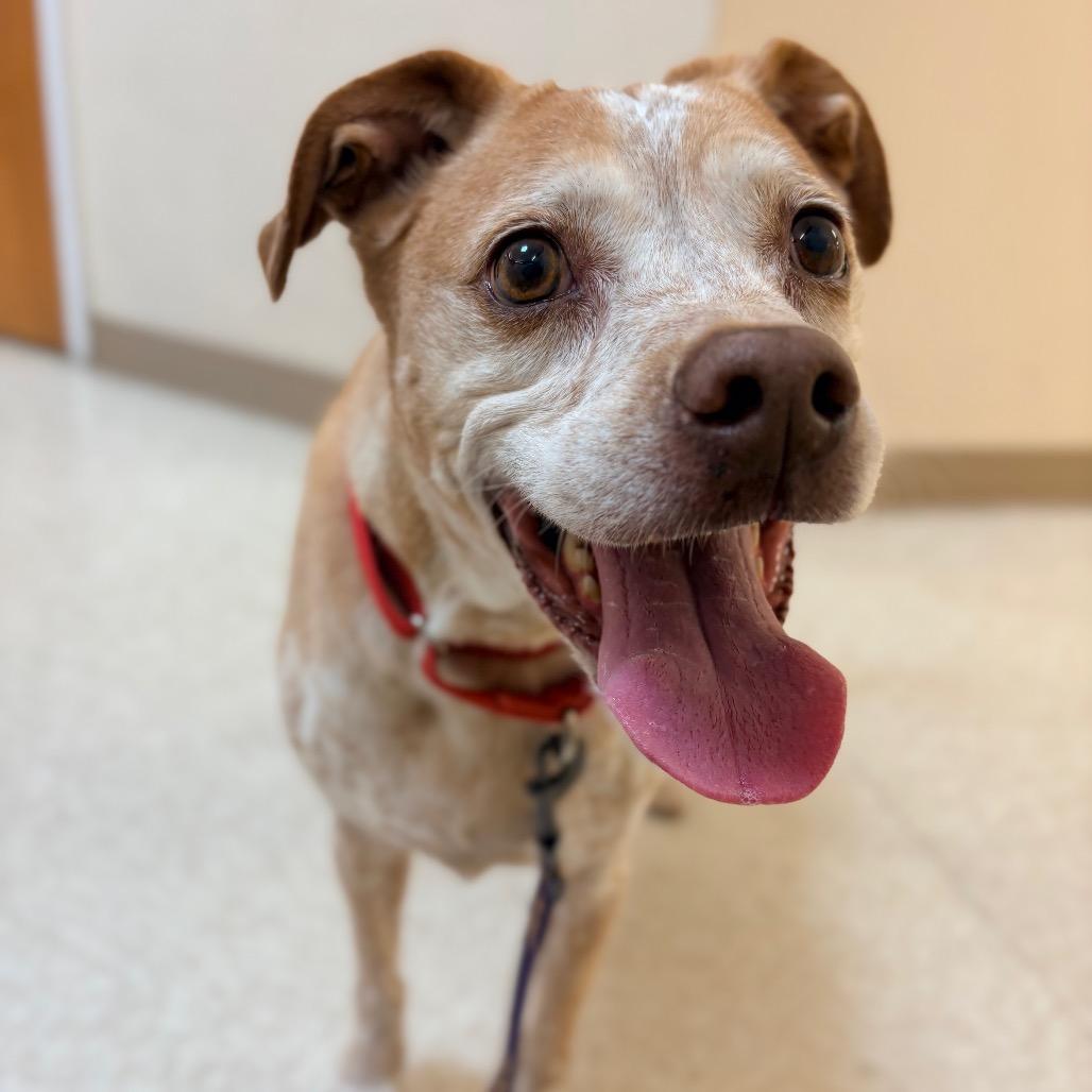 Enlarge Diesel, a Adoptable mixed breed in Concord, NC image 5/6