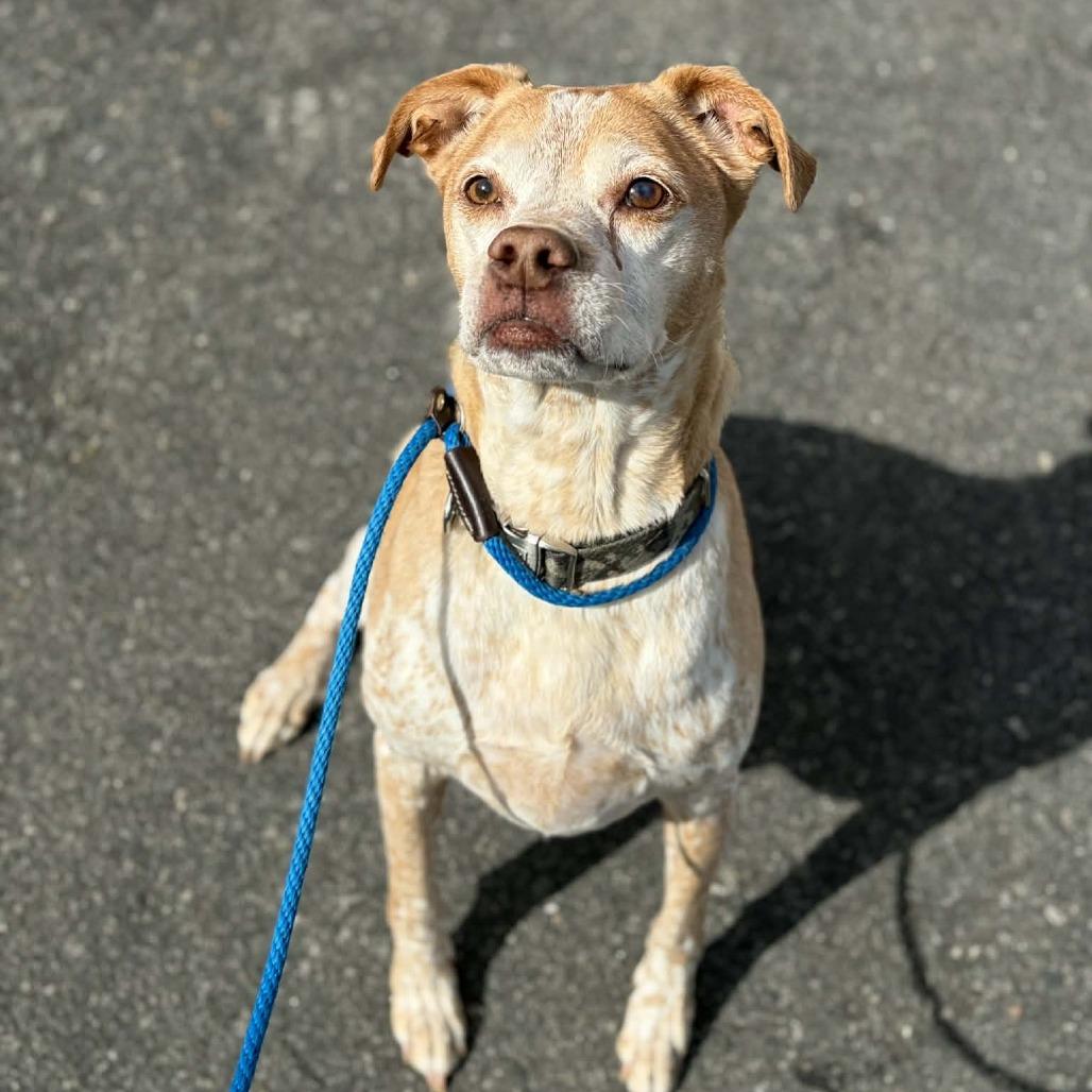 Enlarge Diesel, a Adoptable mixed breed in Concord, NC image 6/6