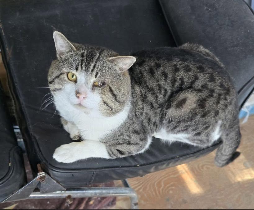 Unknown, Adoptable, Adult Male Domestic Short Hair.