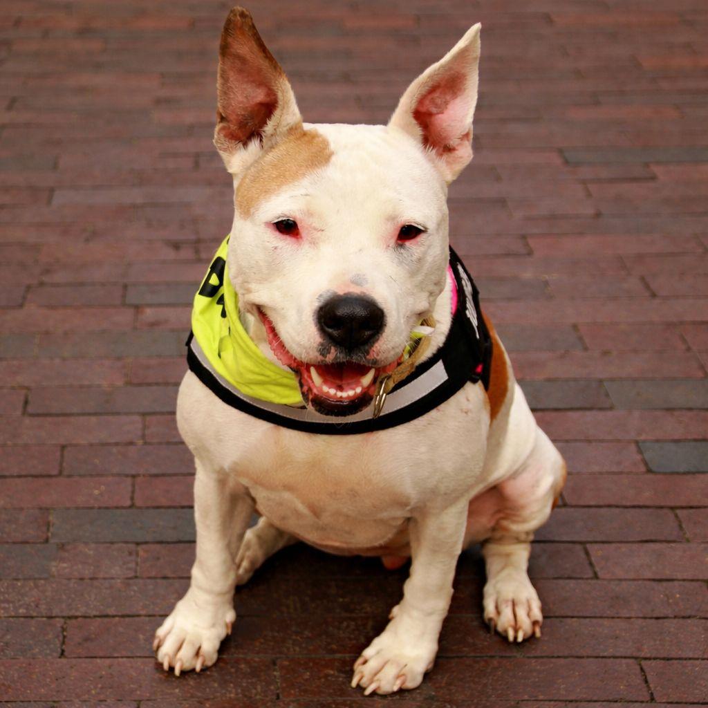 Maisie, Adoptable, Adult Female Mixed Breed & Dogo Argentino.