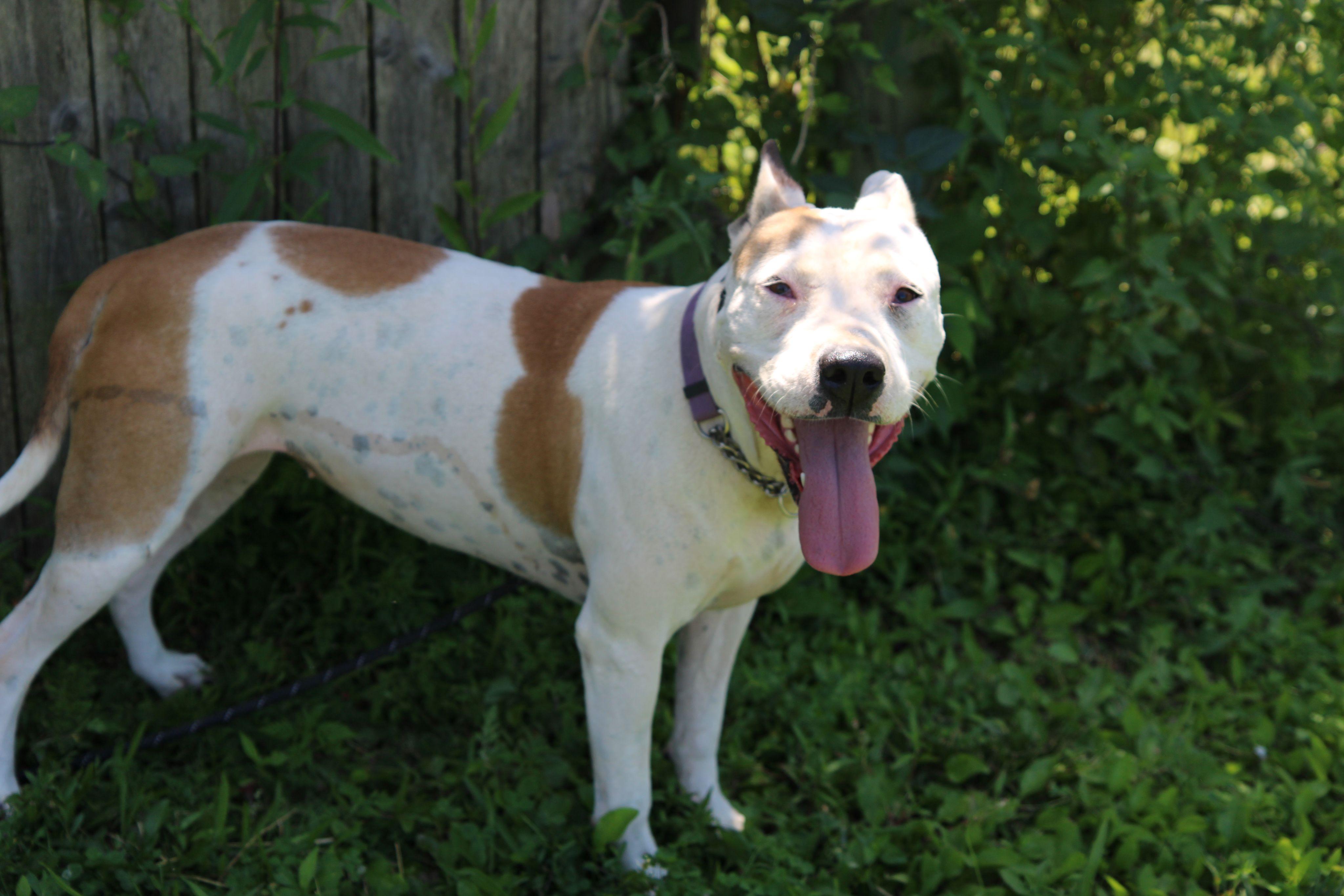 Enlarge Maisie, a Adoptable mixed breed in Plain City, OH image 2/5